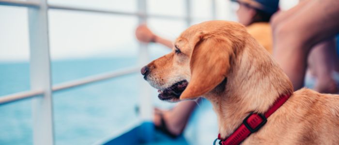 Hond mee op de ferry?