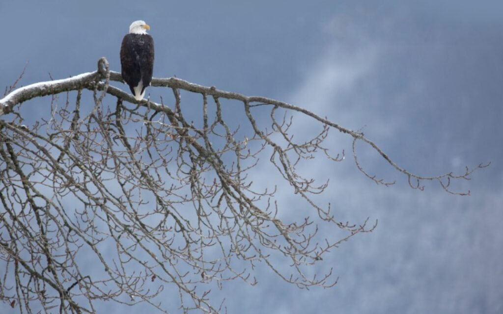 Eagle in Haines