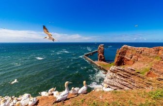 Helgoland with 'Lange Anna' and Northern Gannets in the front