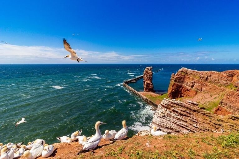 Helgoland with 'Lange Anna' and Northern Gannets in the front