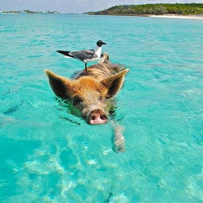 From the US ๐บ๐ธ<br>to Bahamas ๐ง๐ธ