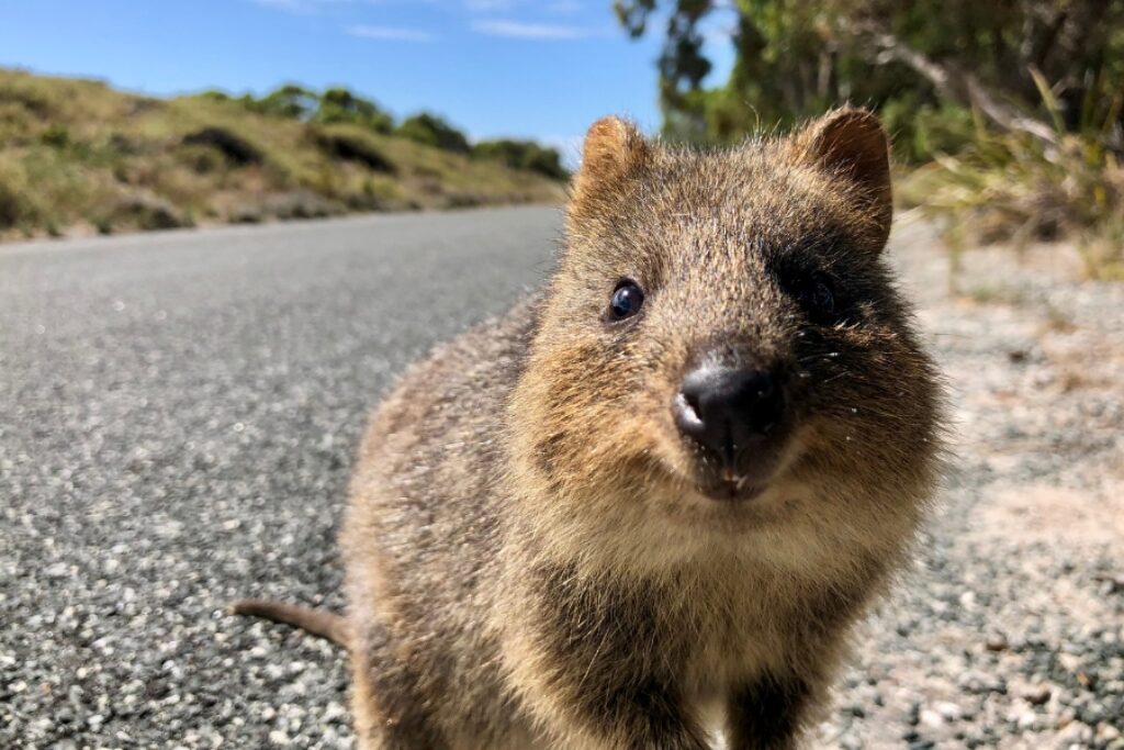 The Quokka, the small walibi species that the island of Rottnest is famous for.