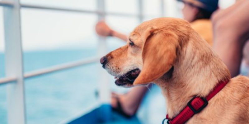 Ferries and Dogs: The Complete Guide